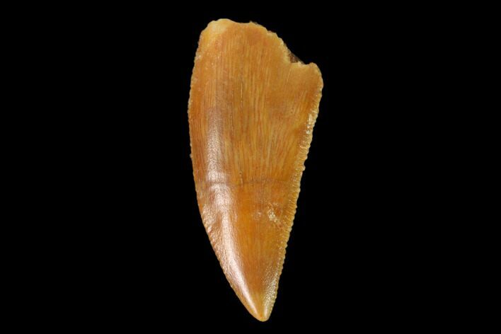 Serrated, Raptor Tooth - Real Dinosaur Tooth #139383